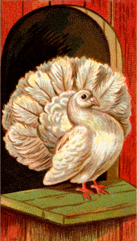 Cigarette card - Fantail Pigeon