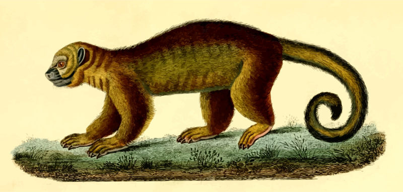 Kinkajou