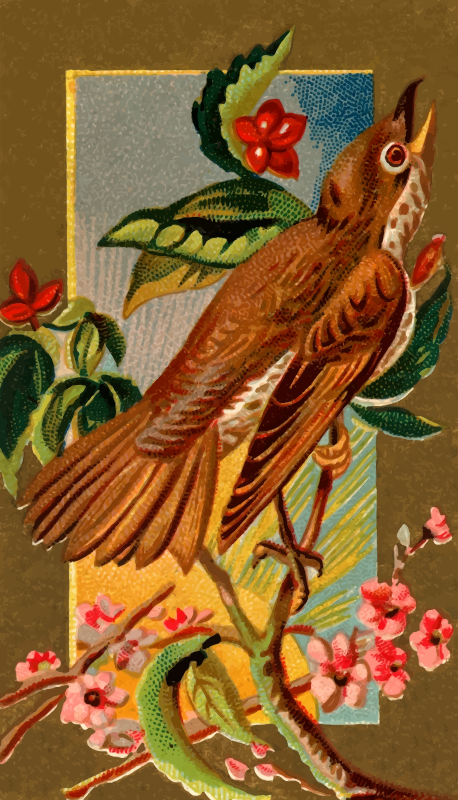 Cigarette card - Wood Thrush