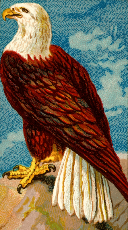 Cigarette card - Eagle