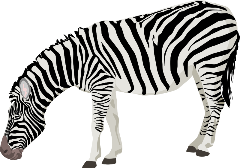 zebra