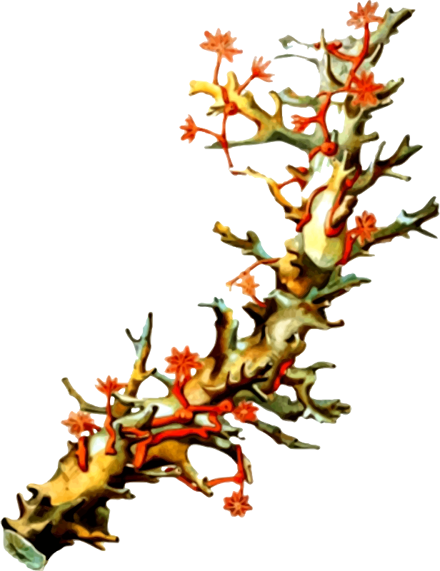 Coral 5