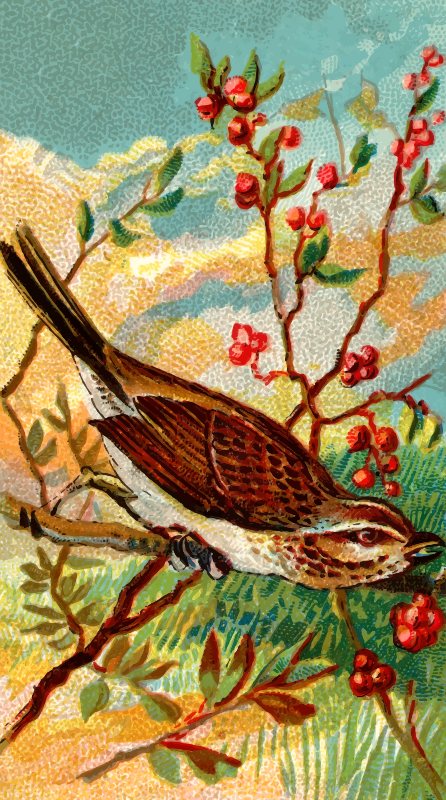 Cigarette card - song bird