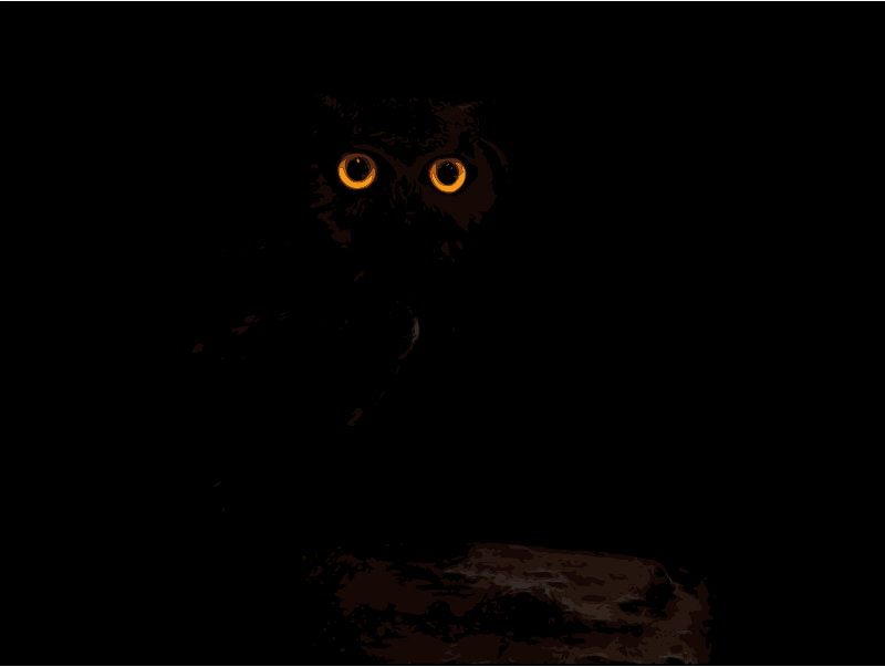 dark owl