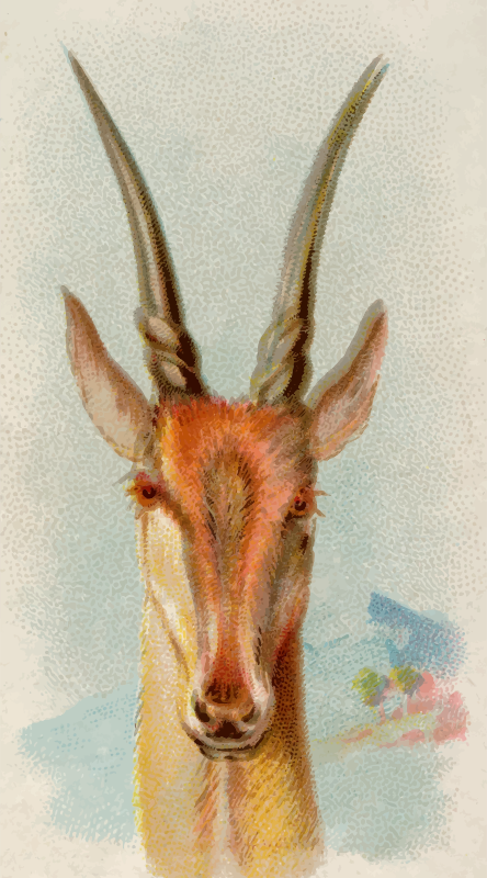 Cigarette card - Eland