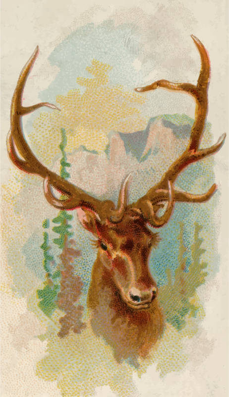Cigarette card - American elk