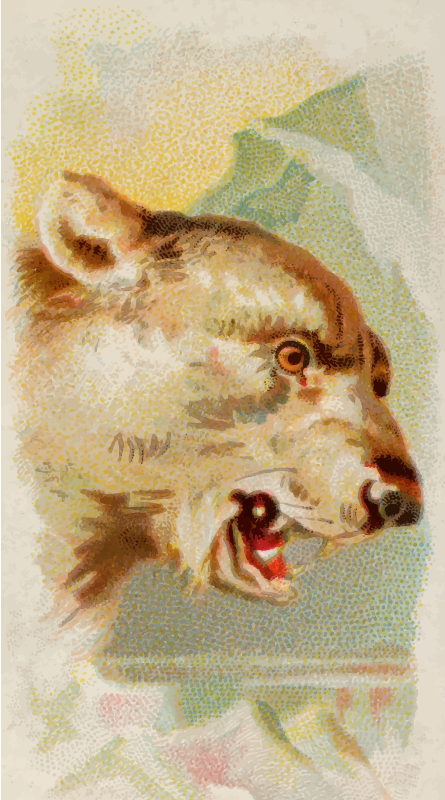 Cigarette card - Polar bear