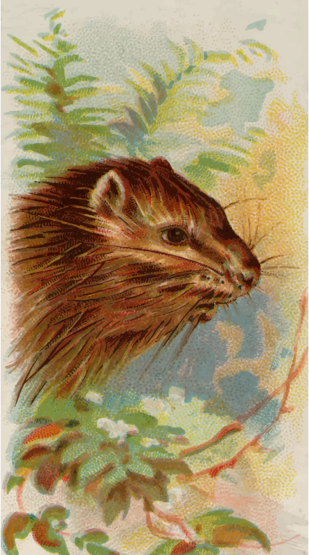 Cigarette card - Porcupine