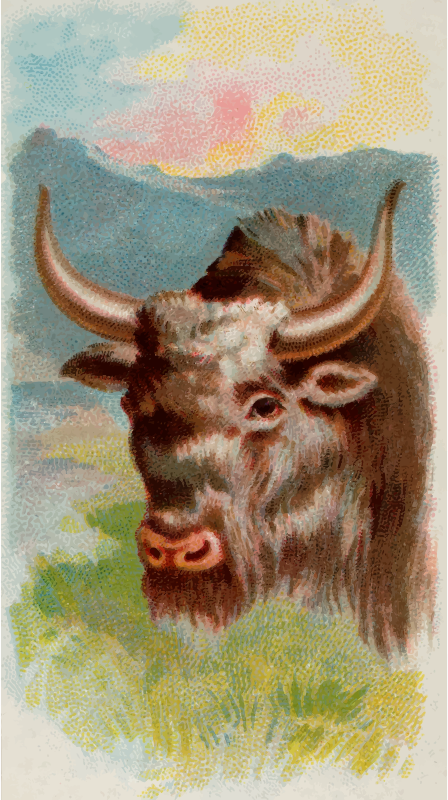 Cigarette card - Yak