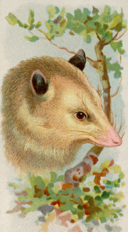 Cigarette card - Opossum