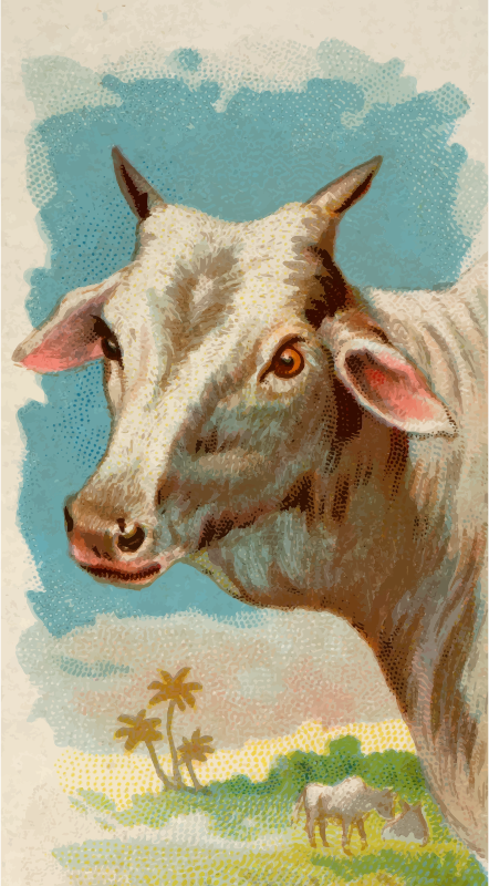 Cigarette card - Zebu