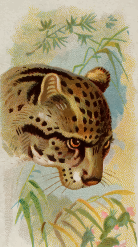 Cigarette card - Painted ocelot