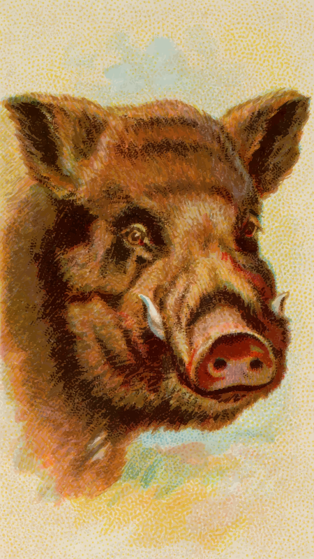 Cigarette card - Painted wild boar