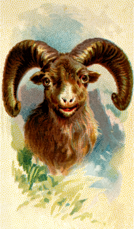 Cigarette card - Rocky mountain sheep