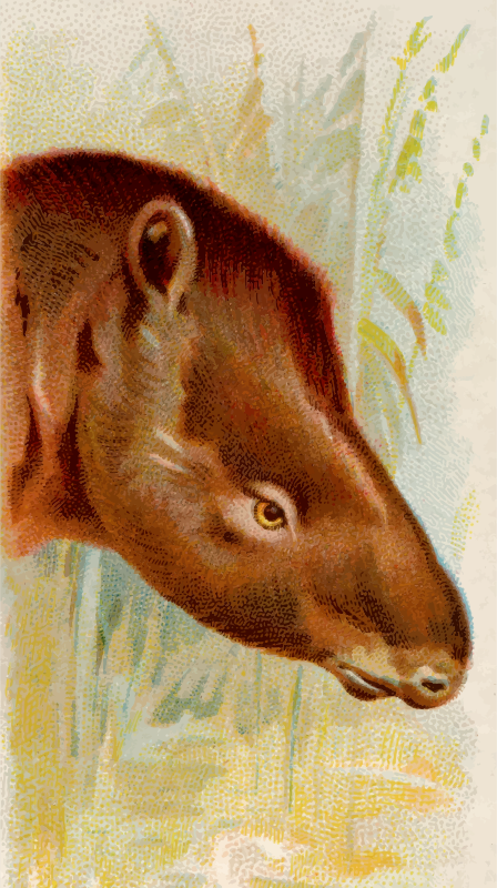 Cigarette card - Tapir