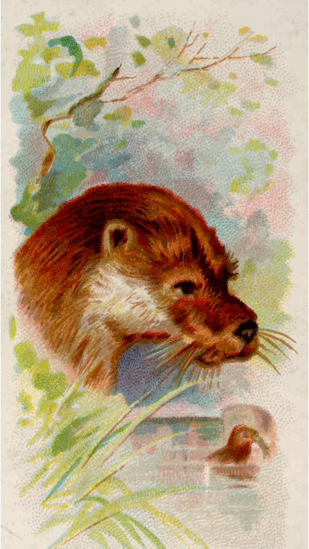 Cigarette card - Otter