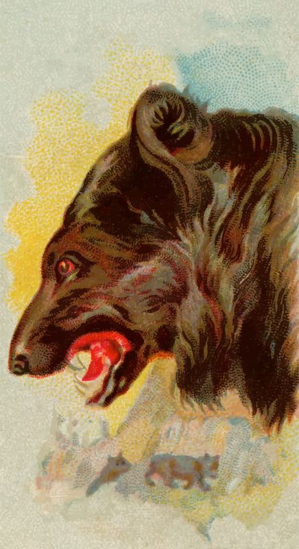 Cigarette card - Black bear