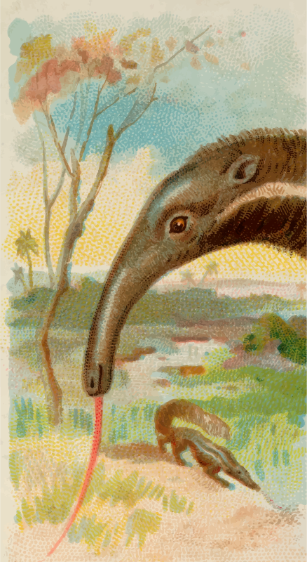 Cigarette card - Anteater