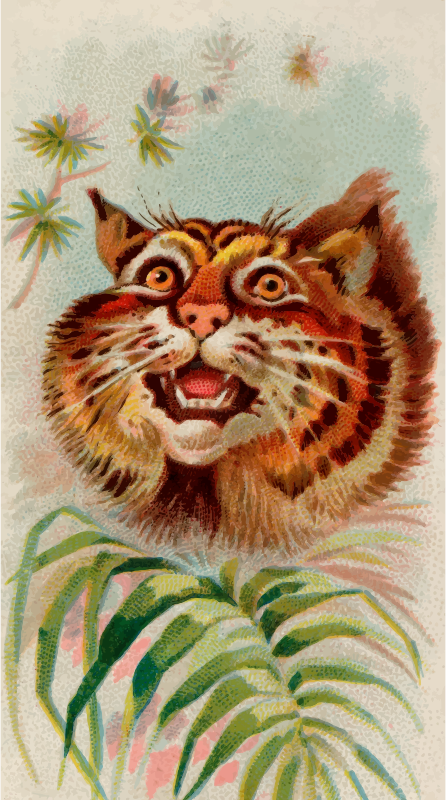 Cigarette card - American wildcat