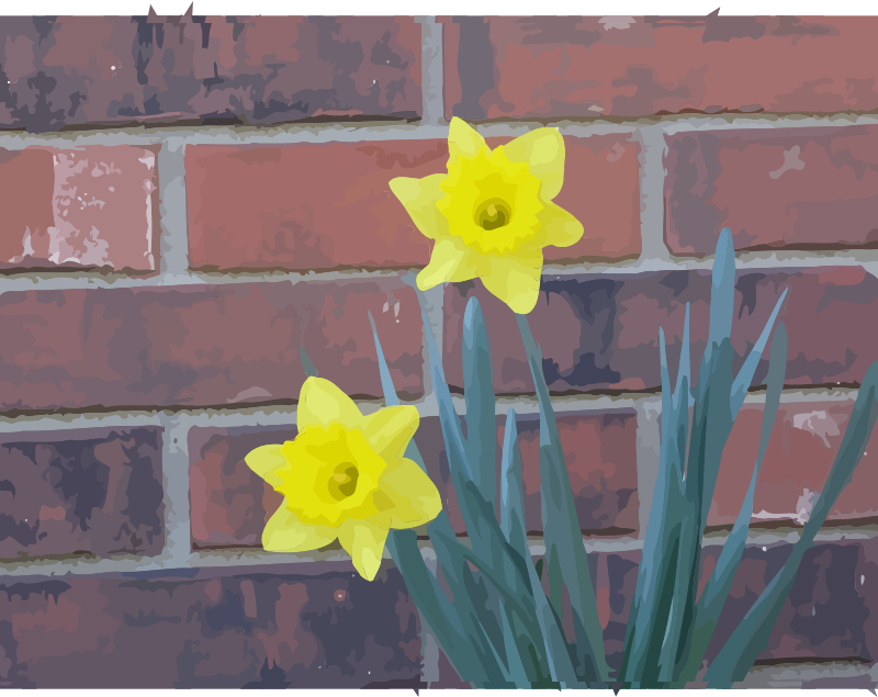 daffodils-01