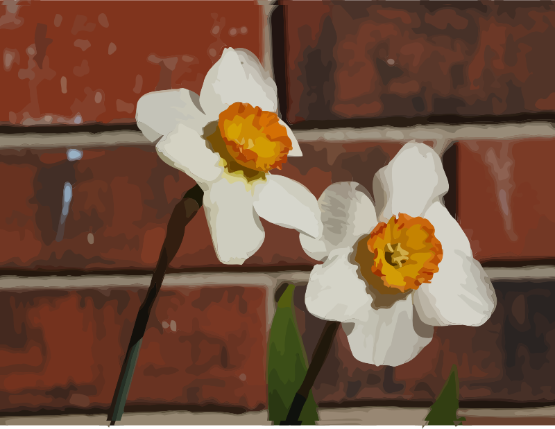 daffodils-09