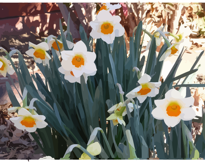 daffodils-10
