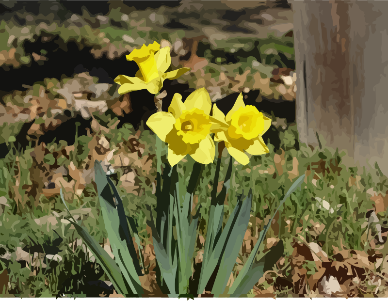 daffodils-13