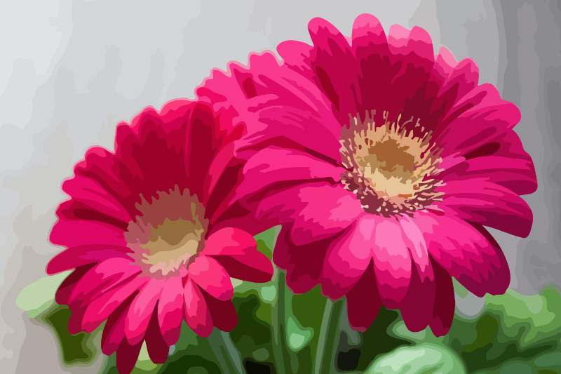 gerbera-01