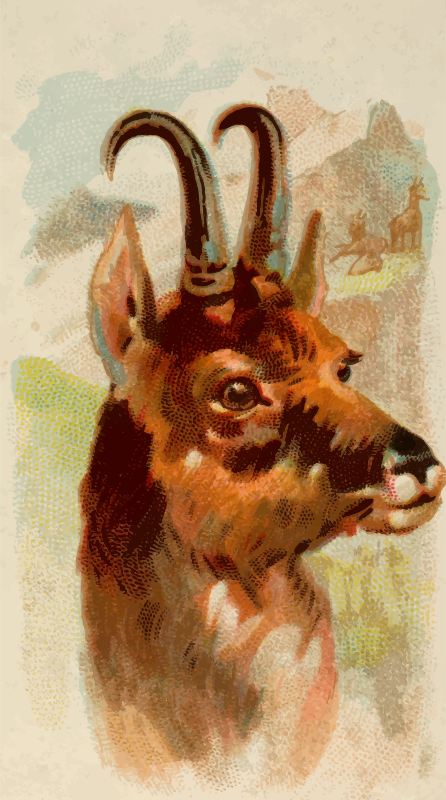 Cigarette card - Chamois