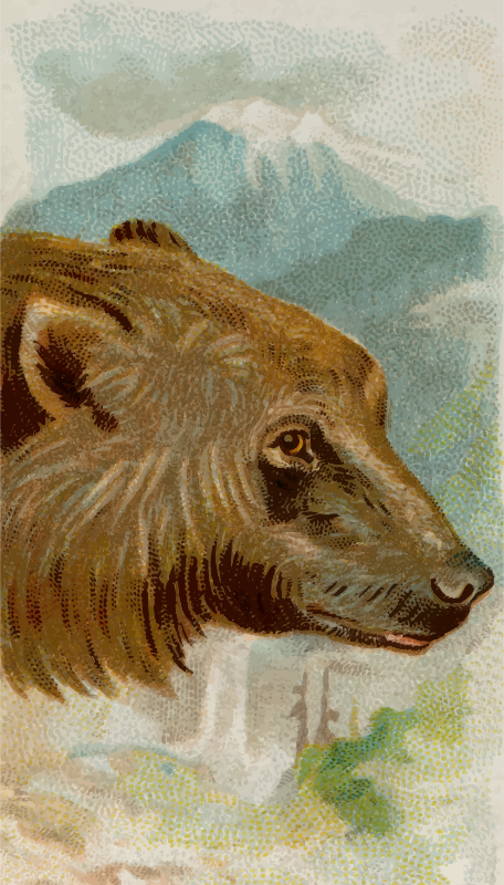 Cigarette card - Grizzly bear