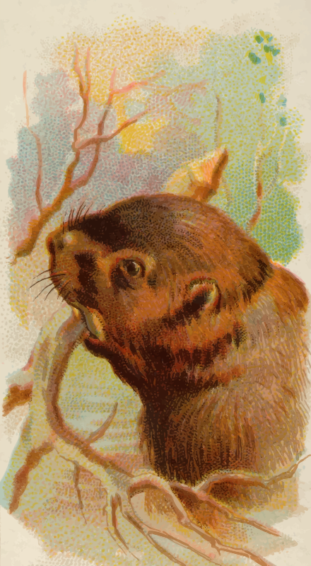 Cigarette card - Beaver