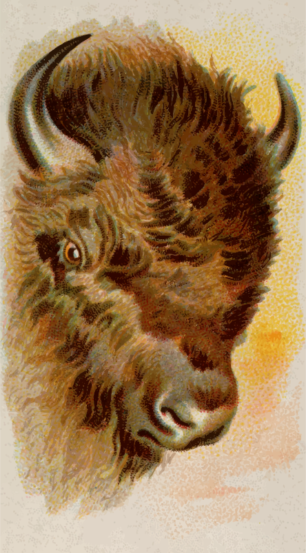 Cigarette card - Buffalo