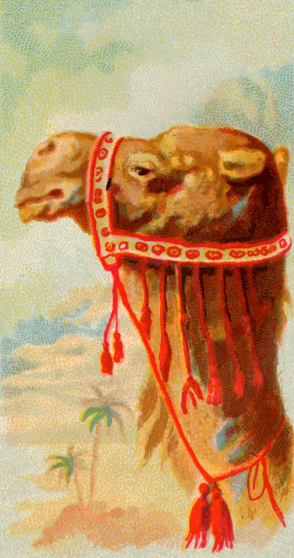 Cigarette card - Dromedary