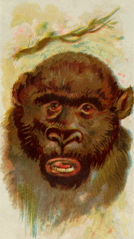 Cigarette card - Gorilla