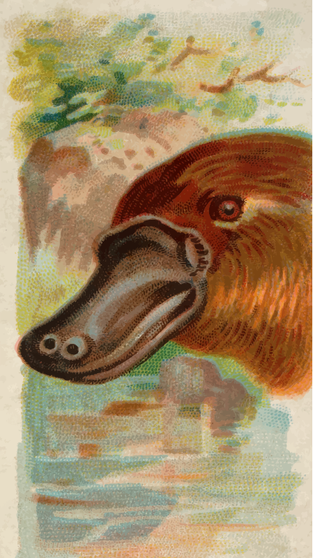 Cigarette card - Duck-billed platypus
