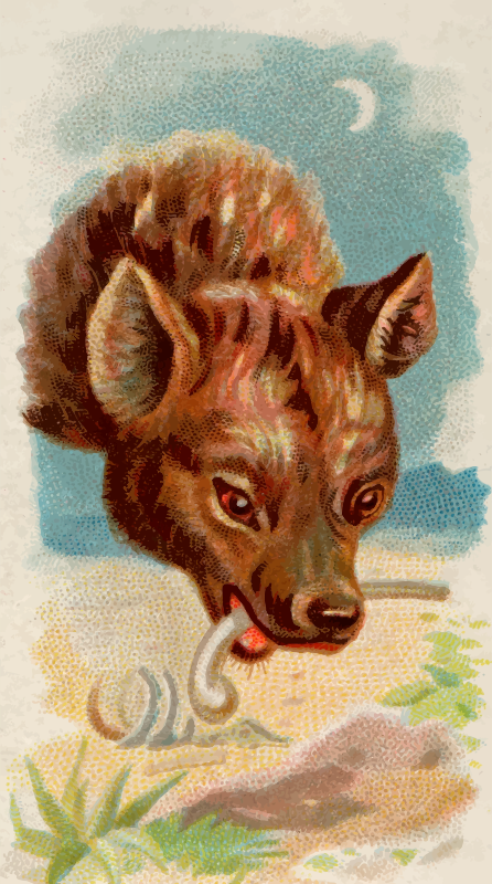 Cigarette card - Hyena
