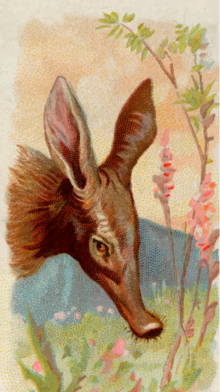 Cigarette card - Aardvark