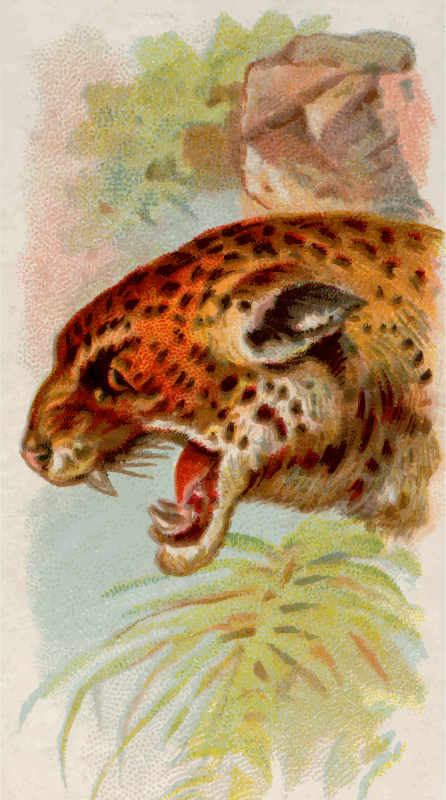 Cigarette card - Jaguar