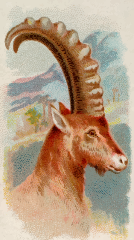 Cigarette card - Ibex