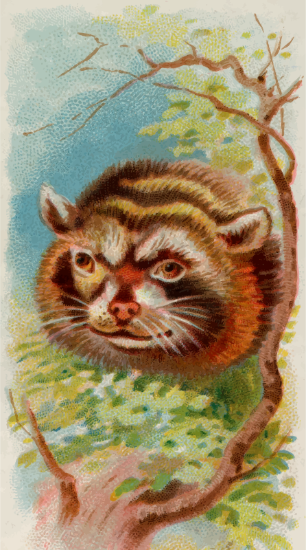 Cigarette card - Raccoon