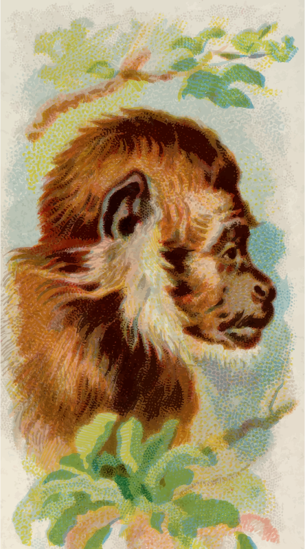 Cigarette card - Monkey