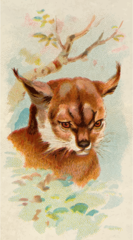 Cigarette card - Lynx