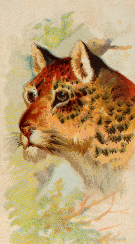 Cigarette card - Leopard