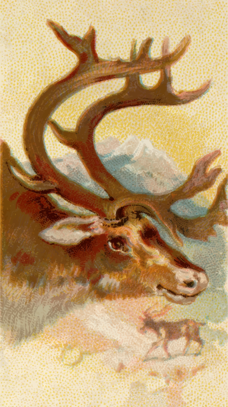 Cigarette card - Reindeer