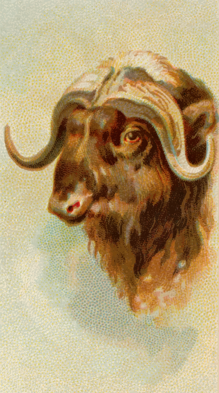 Cigarette card - Musk ox