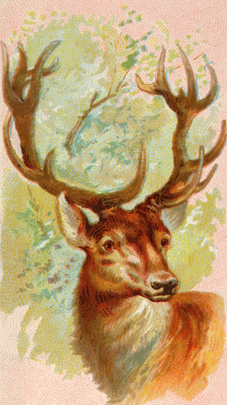 Cigarette card - Stag