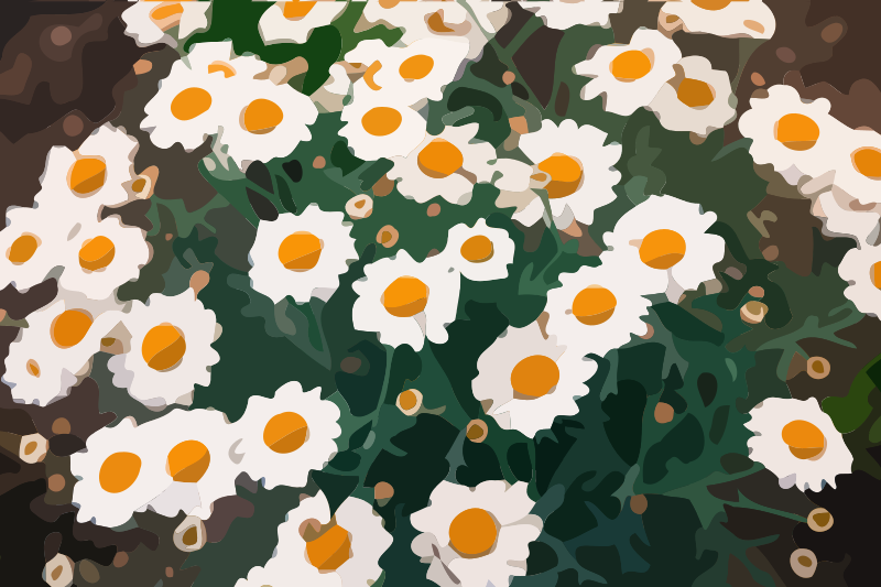 daisies