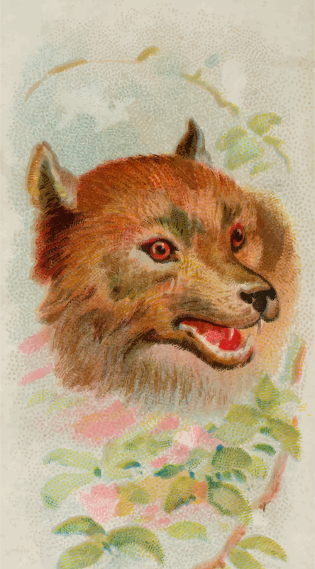 Cigarette card - Wolf