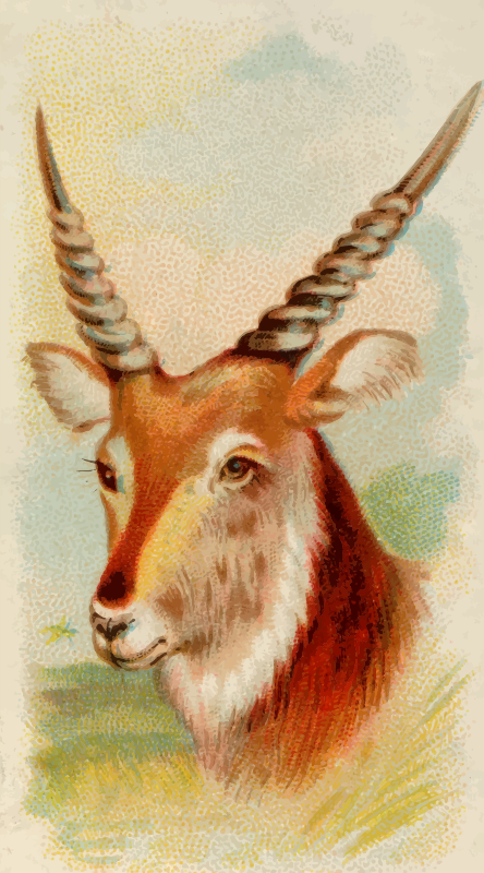 Cigarette card - Senegal antelope