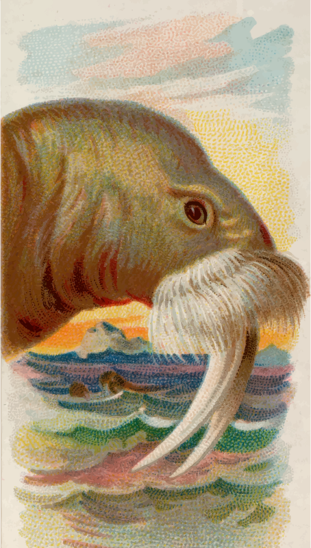 Cigarette card - Walrus